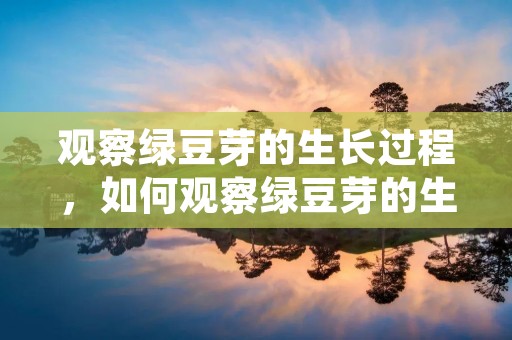 观察绿豆芽的生长过程，如何观察绿豆芽的生长过程