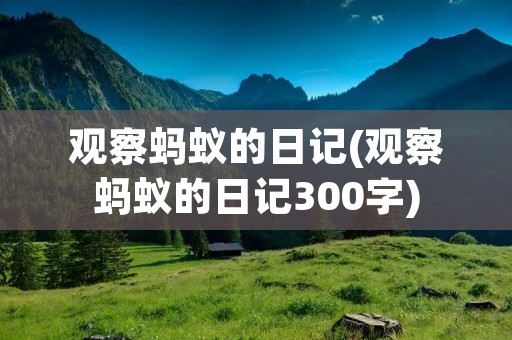 观察蚂蚁的日记(观察蚂蚁的日记300字)