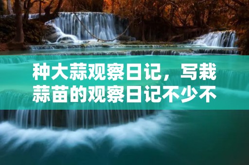 种大蒜观察日记,写栽蒜苗的观察日记不少不多300字