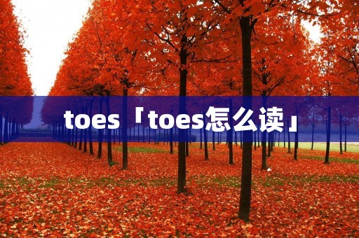 toes「toes怎么读」