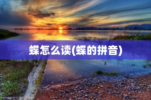 蝶怎么读(蝶的拼音)