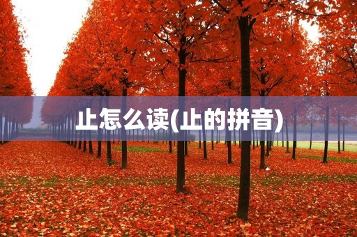 止怎么读(止的拼音)