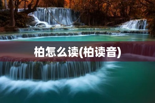 柏怎么读(柏读音)