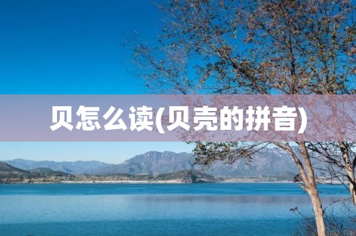 贝怎么读(贝壳的拼音)