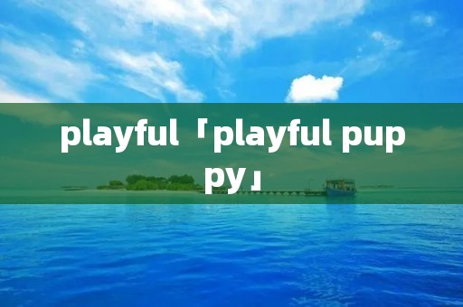 playful「playful puppy」