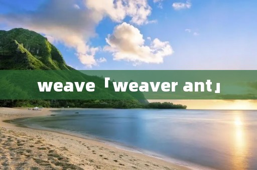 weave「weaver ant」