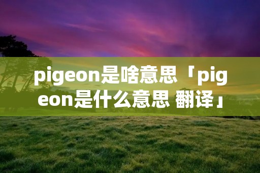 pigeon是啥意思「pigeon是什么意思 翻译」