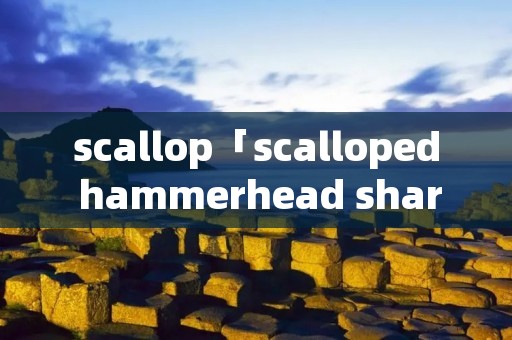scallop「scalloped hammerhead shark」 scallop「scalloped hammerhead shark」