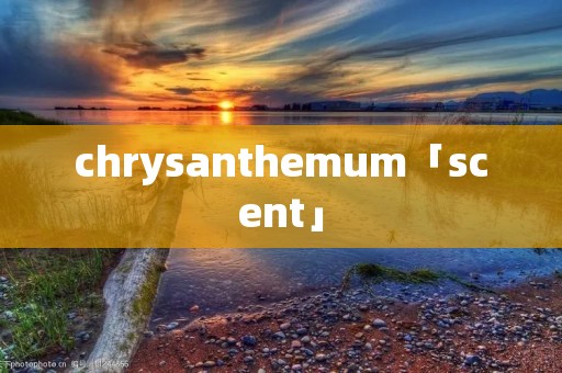 chrysanthemum「scent」