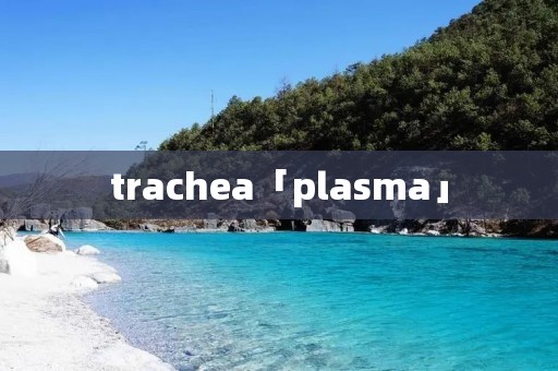 trachea「plasma」