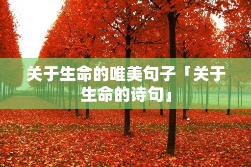 关于生命的唯美句子「关于生命的诗句」