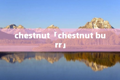 chestnut「chestnut burr」