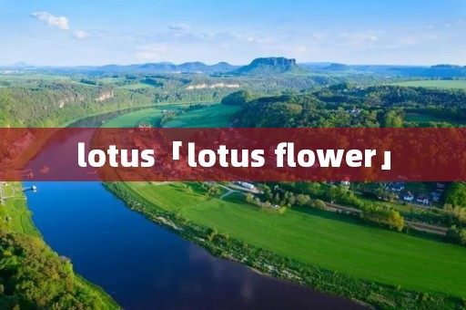 lotus「lotus flower」 lotus「lotus flower」