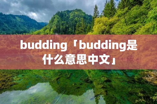 budding「budding是什么意思中文」