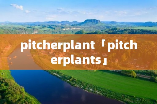 pitcherplant「pitcherplants」 pitcherplant「pitcherplants」