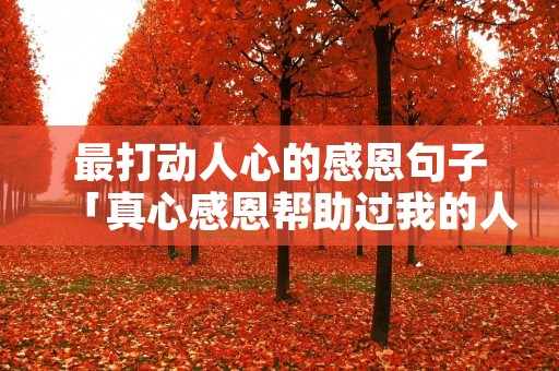 最打动人心的感恩句子「真心感恩帮助过我的人」