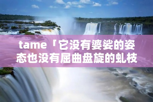 tame「它没有婆娑的姿态也没有屈曲盘旋的虬枝」