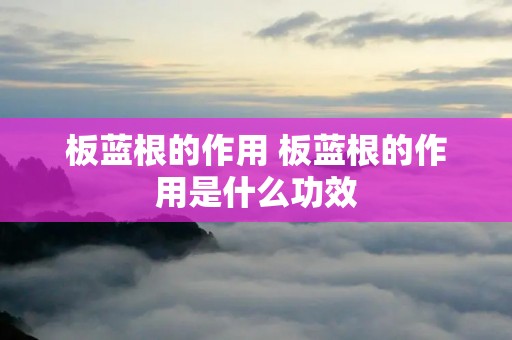 板蓝根的作用 板蓝根的作用是什么功效