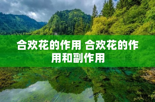 合欢花的作用 合欢花的作用和副作用