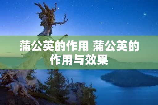蒲公英的作用 蒲公英的作用与效果
