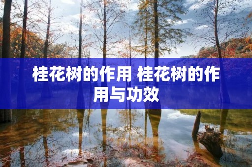桂花树的作用 桂花树的作用与功效