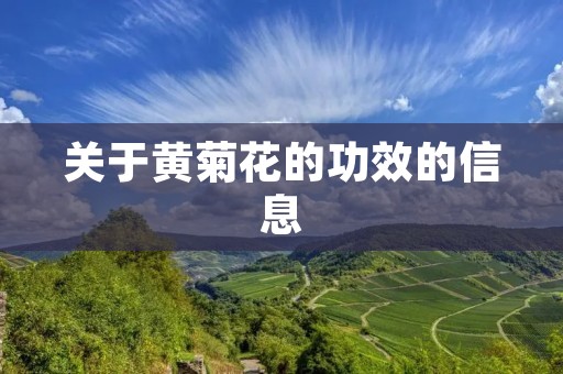 关于黄菊花的功效的信息
