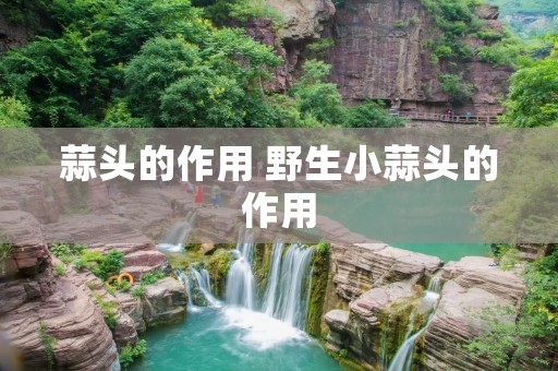 蒜头的作用 野生小蒜头的作用
