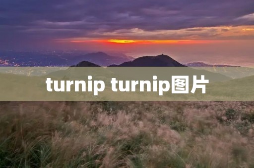 turnip turnip图片