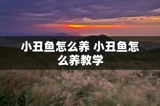 小丑鱼怎么养 小丑鱼怎么养教学