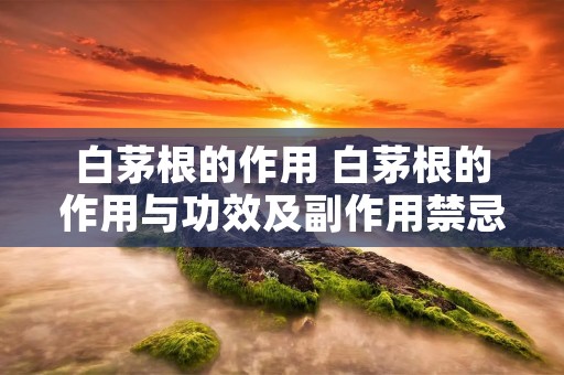 白茅根的作用 白茅根的作用与功效及副作用禁忌