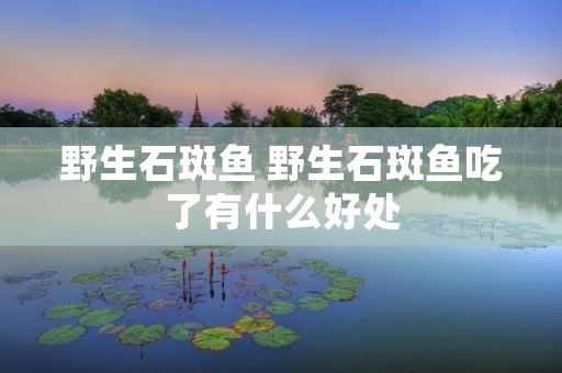 野生石斑鱼 野生石斑鱼吃了有什么好处