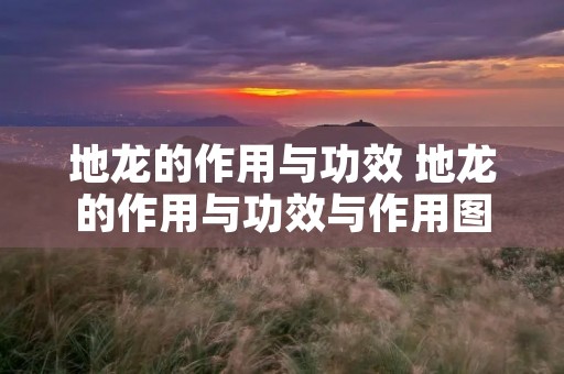 地龙的作用与功效 地龙的作用与功效与作用图片
