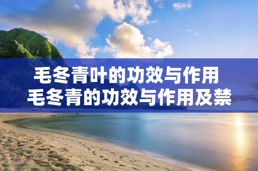 毛冬青叶的功效与作用 毛冬青的功效与作用及禁忌