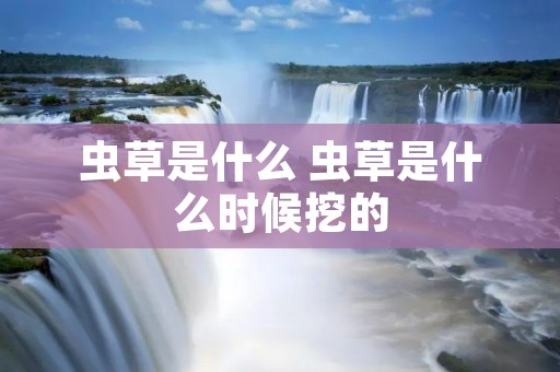 虫草是什么 虫草是什么时候挖的