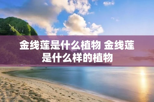金线莲是什么植物 金线莲是什么样的植物
