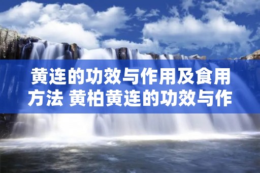 黄连的功效与作用及食用方法 黄柏黄连的功效与作用及食用方法