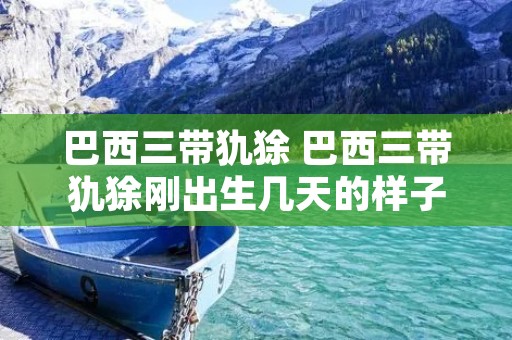 巴西三带犰狳 巴西三带犰狳刚出生几天的样子