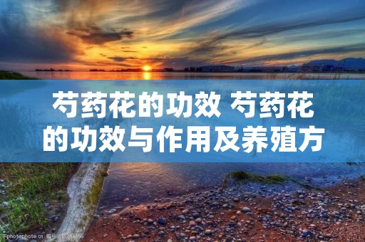 芍药花的功效 芍药花的功效与作用及养殖方法 芍药花的功效 芍药花的功效与作用及养殖方法
