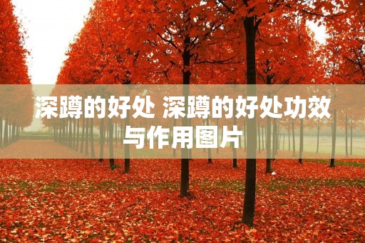 深蹲的好处 深蹲的好处功效与作用图片