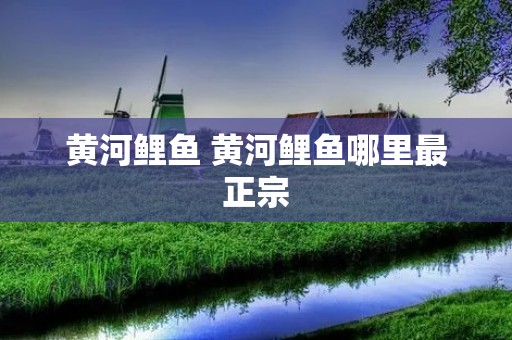 黄河鲤鱼 黄河鲤鱼哪里最正宗 黄河鲤鱼 黄河鲤鱼哪里最正宗