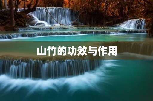 山竹的功效与作用