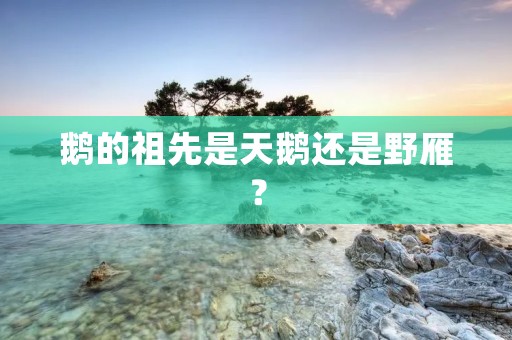 鹅的祖先是天鹅还是野雁?