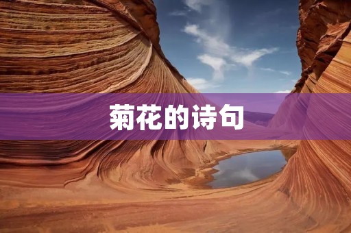 菊花的诗句