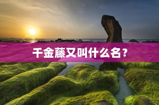 千金藤又叫什么名?