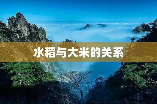 水稻与大米的关系