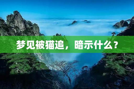 梦见被猫追，暗示什么？
