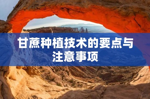 甘蔗种植技术的要点与注意事项