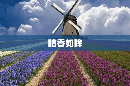 暗香如眸:一种独特的美感 暗香如眸:一种独特的美感