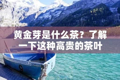 黄金芽是什么茶？了解一下这种高贵的茶叶