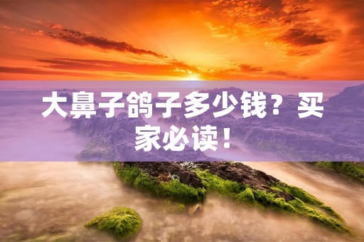 大鼻子鸽子多少钱?买家必读!